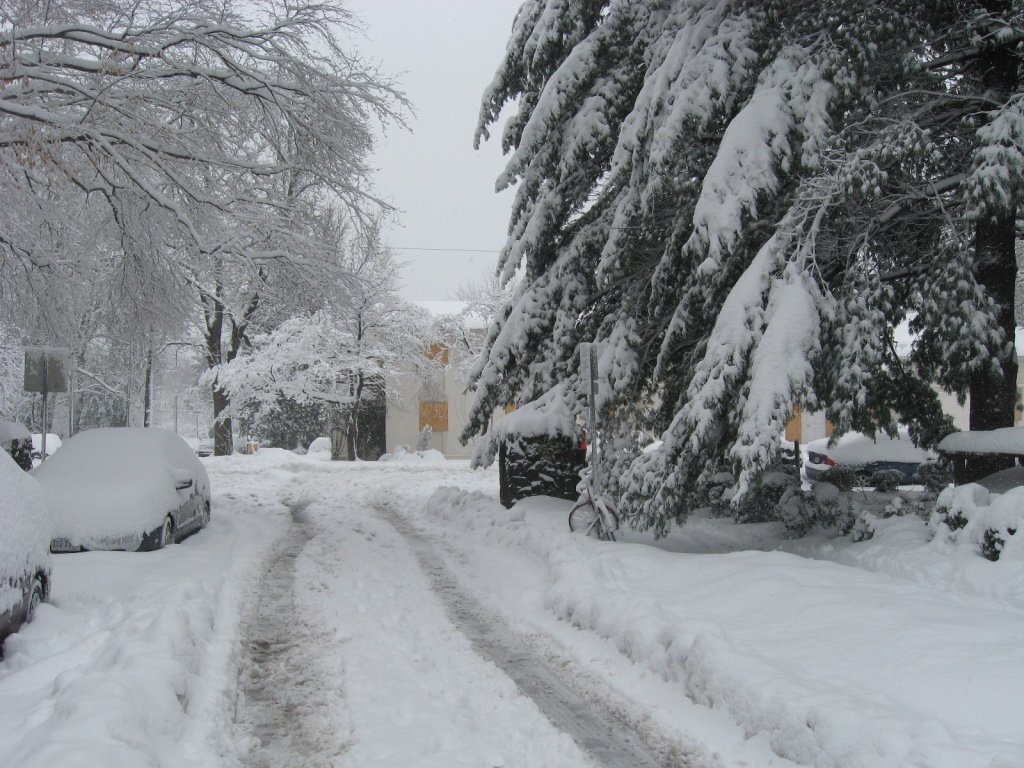 More than a foot of snow covers roads and sidewalks. Cars and bicycles on the curb are buried in snow, which also weighs down tree branches.