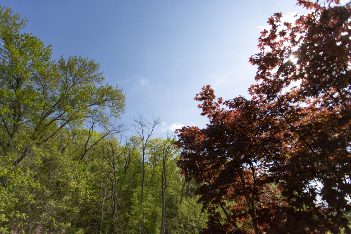 The tops of trees with green and auburn leaves and a blue sky behind them