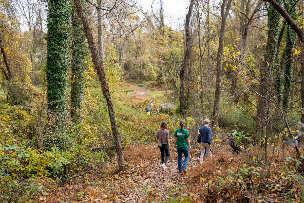A group of people walk down a wooded trail. There are leaves on the ground and trees on all sides of them. The group is walking away from the camera.