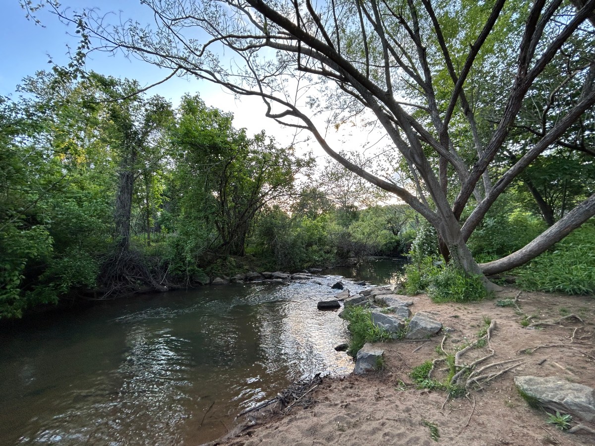 A rippling stream runs from the bottom left corner of the photo up to the center. To the left of the stream, a gnarly mess of tree roots and other blooming plants jutting out from the steep edge of the creekbed. To the right, a small, sandy area with a large tree that bends over the creek. There are boulders in the sand and in the creek.