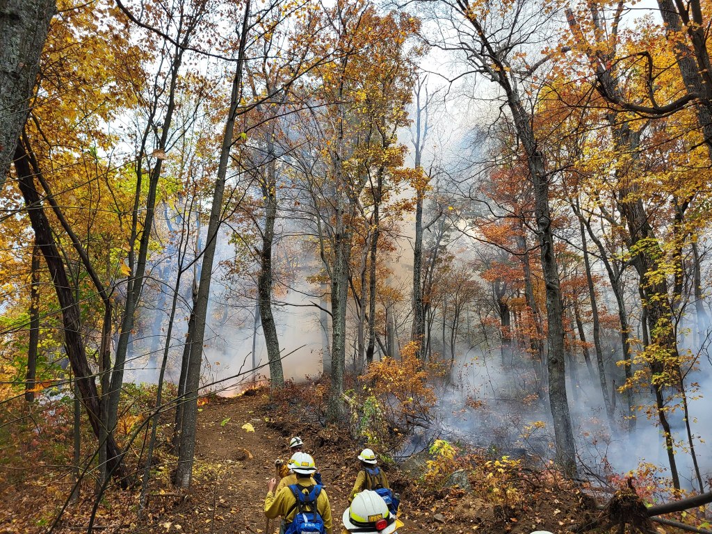 Firefighters approach trees with the ground smoking, with some low flames in the background.