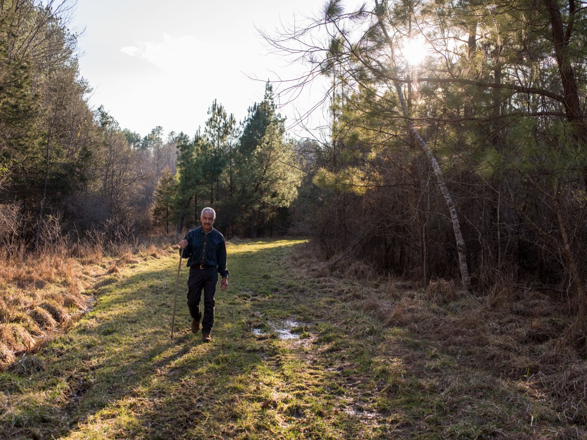 A person with a walking stick walks on a grassy, cleared land, between shrubbery and trees, sun shining across.