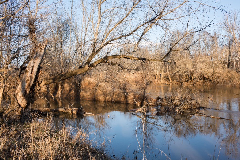 Shrubs and trees on a river bank that splits.