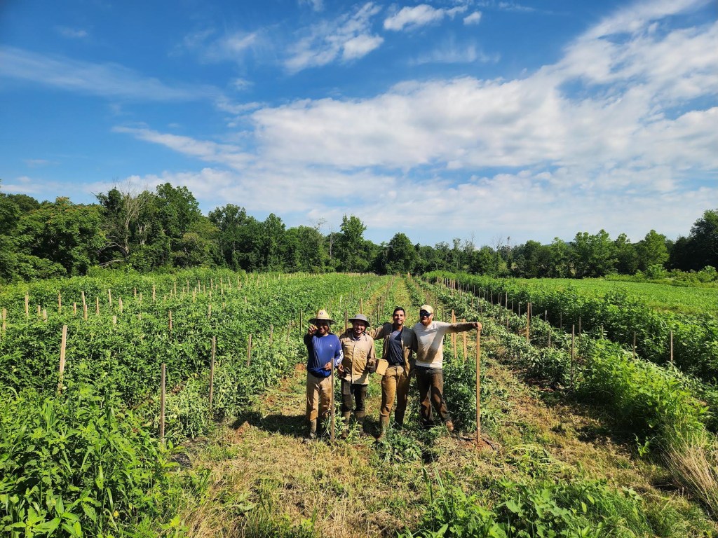 Four smiling men stand arm-in-arm in a large field of leafy greens planted in rows. A line of trees is behind them in the distance.
