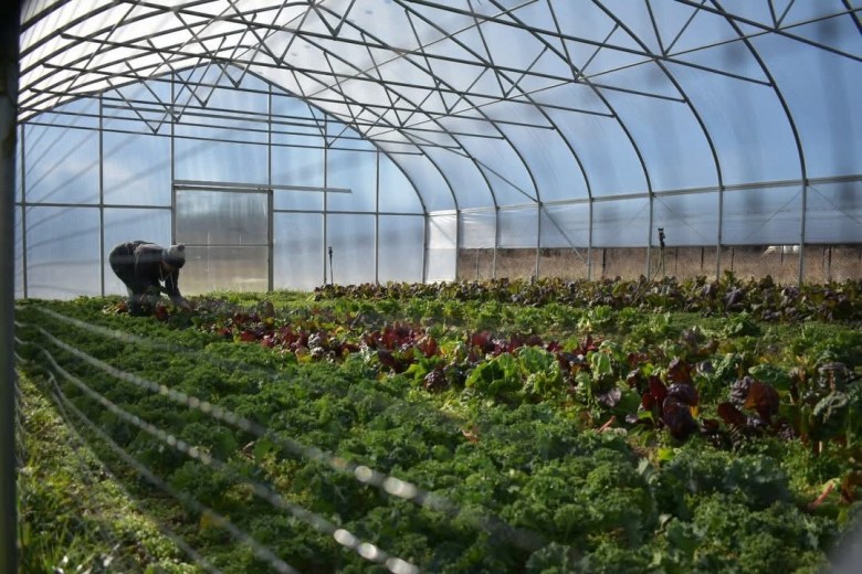 A person tends to rows of leafy green and purple crops planted in several rows in a large greenhouse.