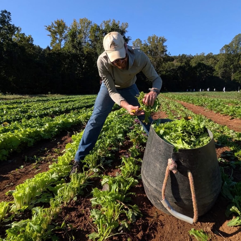 A man adds a handful of leafy greens to a black bushel, which is already full of the produce. He stands in a large field of leafy greens, which are planted in rows in the soil.
