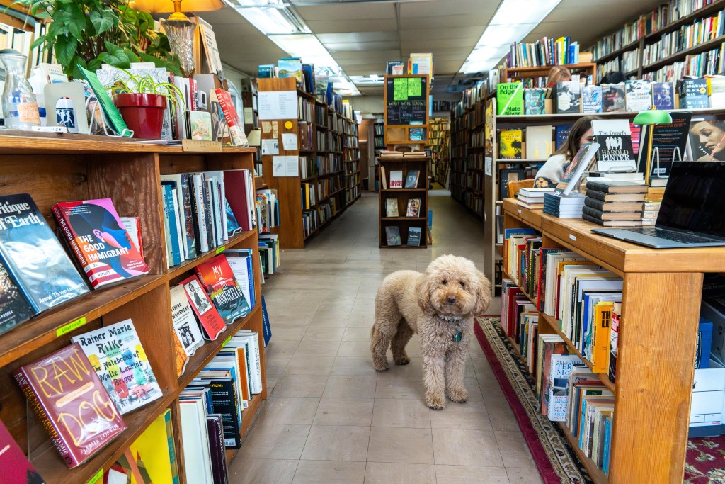A small dog with short wavy hair is standing in the middle of a bookstore, with books of all colors and sizes crowding the shelves.