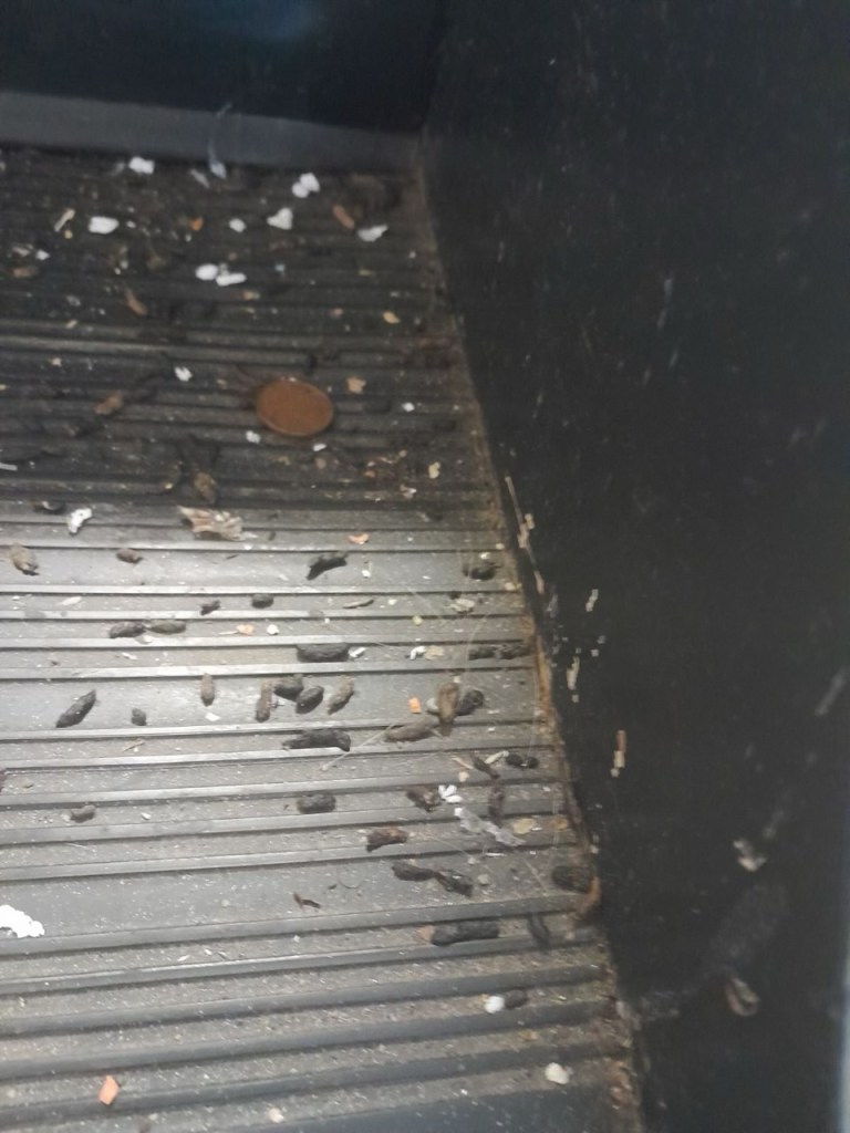 Rat droppings on a gray surface.