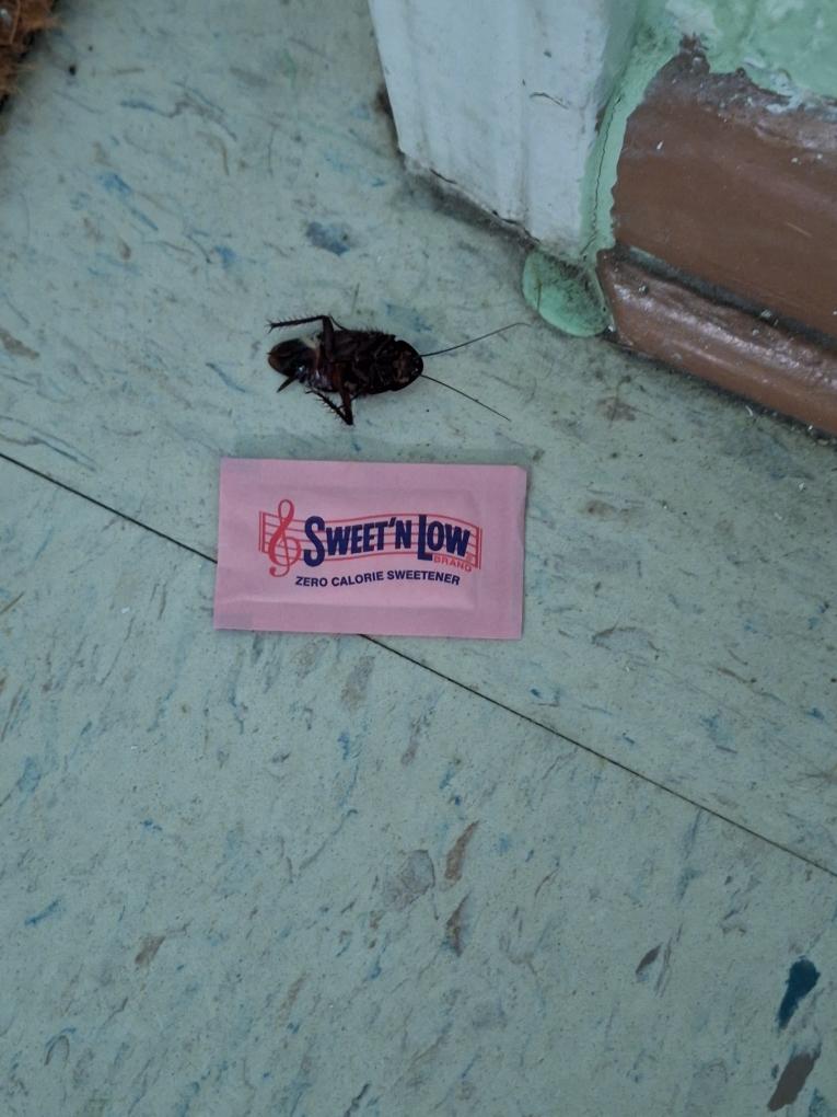 On the right, a dead cockroach on a linoleum floor has a pink Sweet 'n Low packet next to it, showing that it is about half the length.