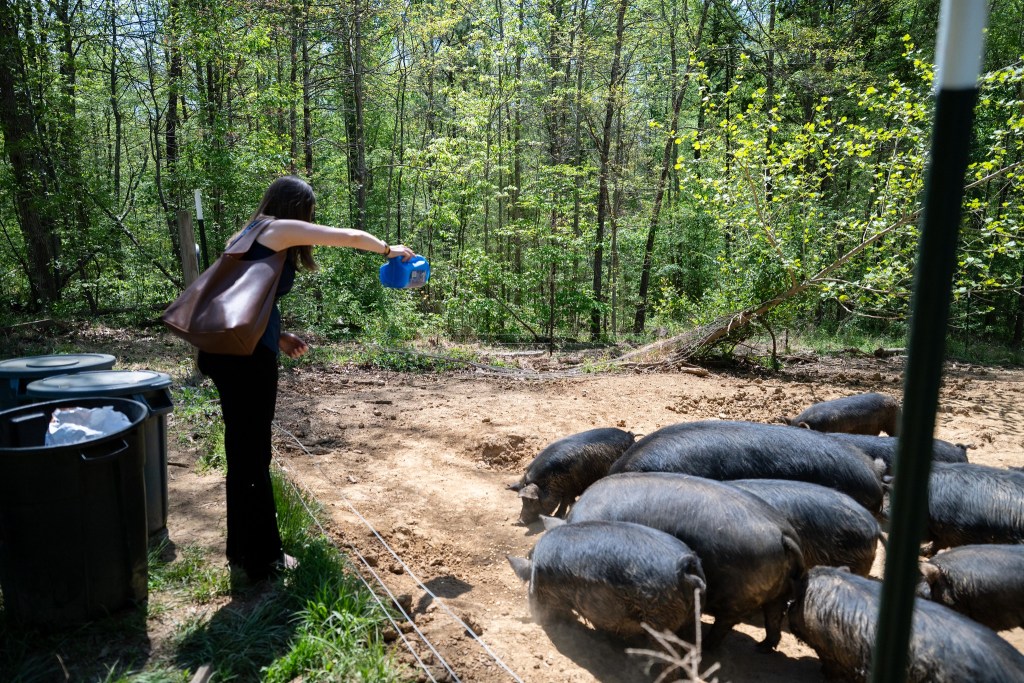 On the bottom right of the photo, a group of pigs dig their snouts into the dirt. On the upper left, a woman pours something from a plastic container into the pig pen.