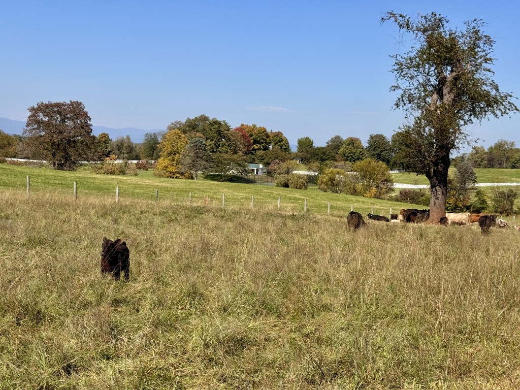 A small black calf stands in a lush green pasture. Behind it, a group of cows are gathered beneath a tree.