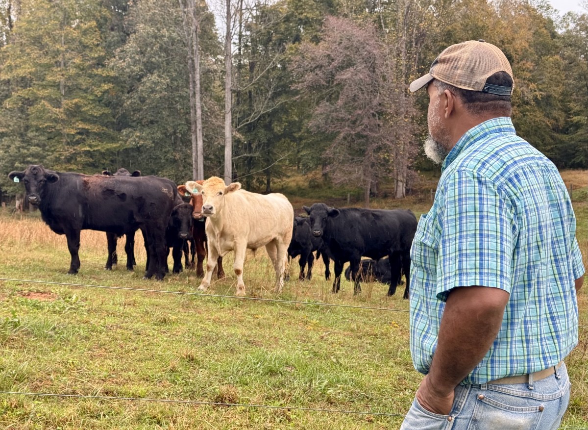 A man stands in a field looking at a group of cows standing together.